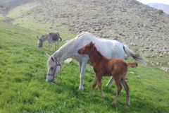 عکس‌های مرتع