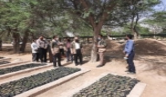 افزایش ۶ برابری تولید نهال در نهالستانهای منابع طبیعی آستان بوشهر در سال جاری