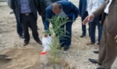  13 هکتار درختکاری در شهر بنک کنگان اجرا شد