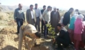 توزیع 9 هزار اصل نهال در شهرستان دشتی