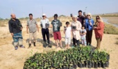 کاشت نهال حرا در نواحی ساحلی استان بوشهر آغاز گردید