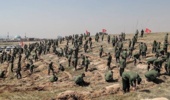 سازمان بسیج سازندگی، همراه منابع طبیعی در طرح کاشت یک میلیارد درخت