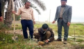توزیع نهال و کاشت نهال با مشارکت مدیر و کارکنان جهاد کشاورزی شهرستان بوشهر