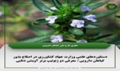 دستاوردهای علمی وزارت جهاد کشاورزی در اصلاح بذور گیاهان دارویی/ معرفی دو ژنوتیپ برتر آویشن دنایی  