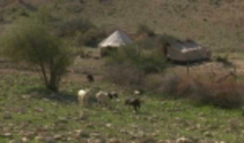 پروانه چرای دام که تبدیل به طرح مرتعداری نگردند باطل می شوند