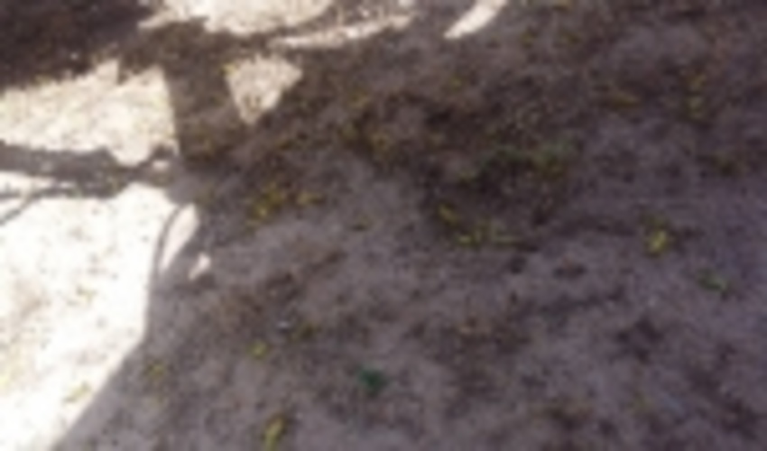 مبارزه با حمله ملخ های صحرایی به عرصه‌های منابع‌طبیعی استان بوشهر 