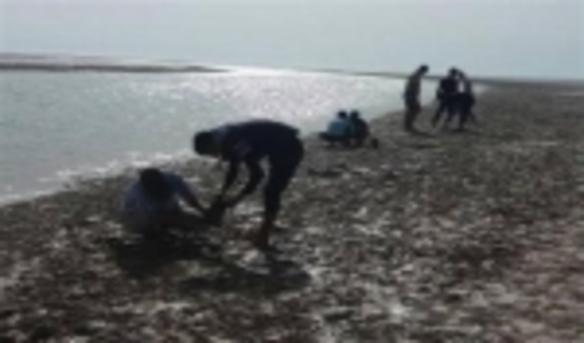 سواحل دیلم با کاشت نهال حرا احیا می‌شود 