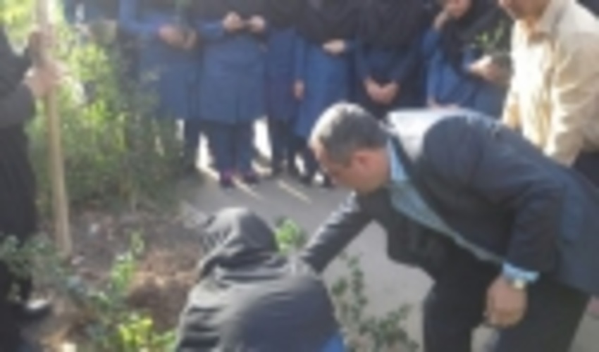 تولد یک کودک کاشت یک درخت