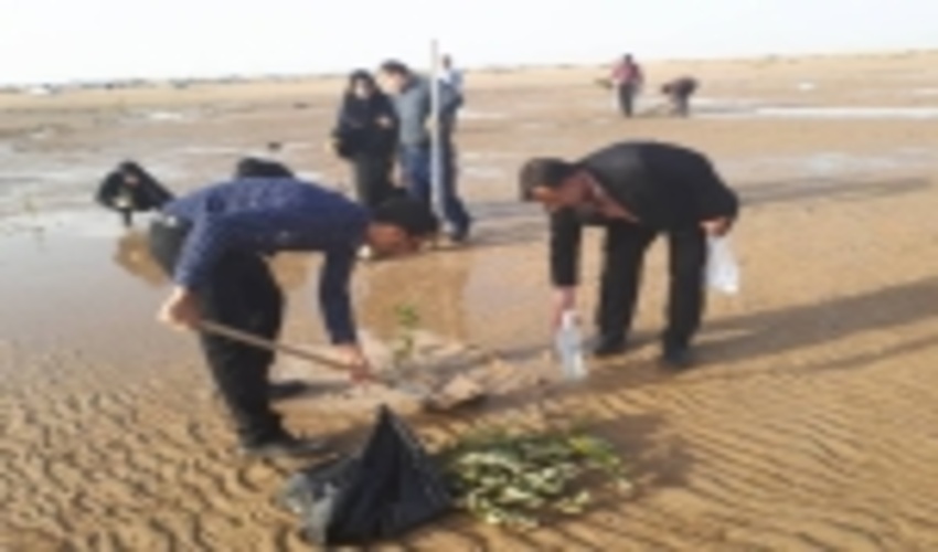  یکهزار اصله نهال حرا در ساحل گناوه کاشته شد