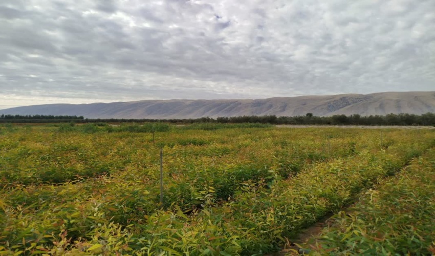 اولین جنگل‌دار بانو در استان بوشهر منصوب شد