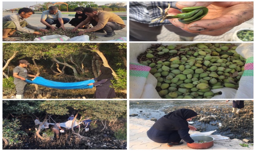  پویش جمع آوری بذر حرا از گونه های نوار ساحلی بندر ریگ در شهرستان گناوه