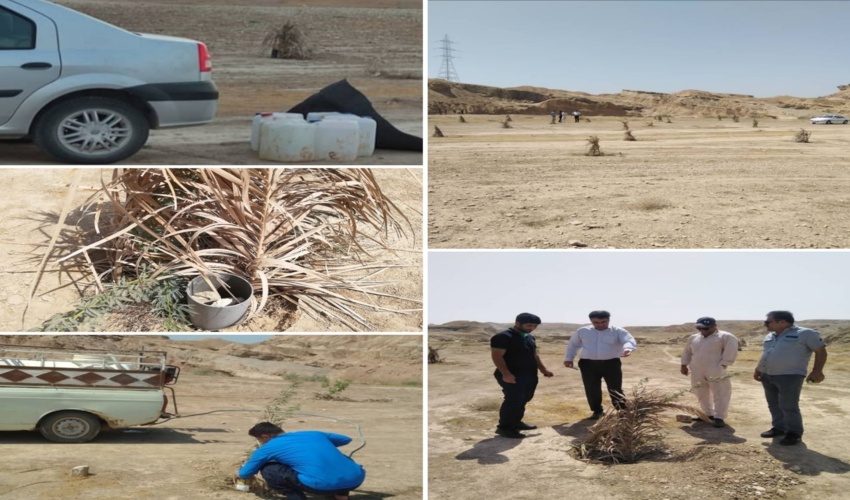 درختکاری مشارکتی با روش های آبیاری نوین؛ پویشی برای احیای طبیعت شهرستان دیلم