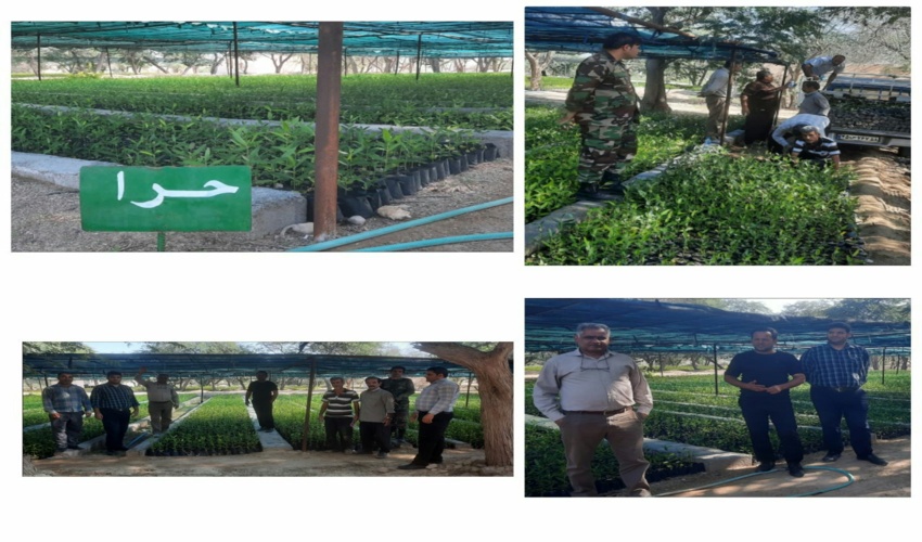 بازدید  رئیس اداره جنگل از نهالستان  شهرستان دیر