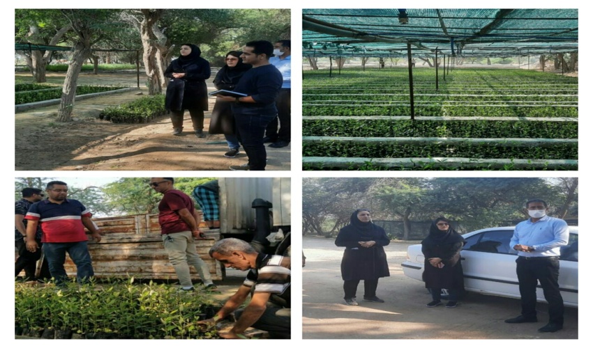 بازدید کارشناس  سازمان مدیریت و برنامه ریزی از نهالستان شهرستان دیر 