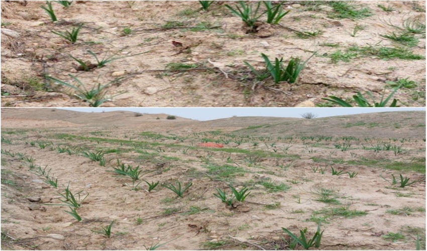 کاشت ۵۰۰۰ سر پیاز گل نرگس در مراتع عزیزبیگی گلدشت حوزه سد رئیسعلی شهرستان دشتستان 