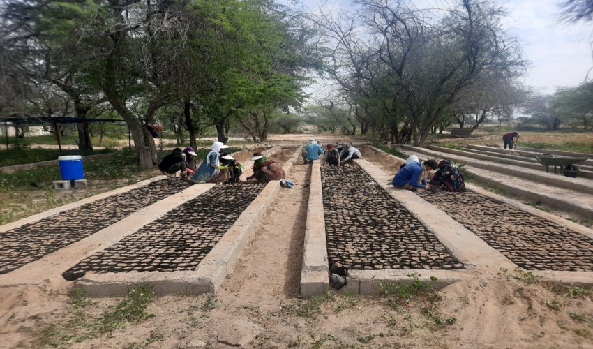 طرح مردمی کاشت یک میلیارد درخت با همکاری دوست دارن طبیعت و گروهای جهادی در شهرسنتان دیر 