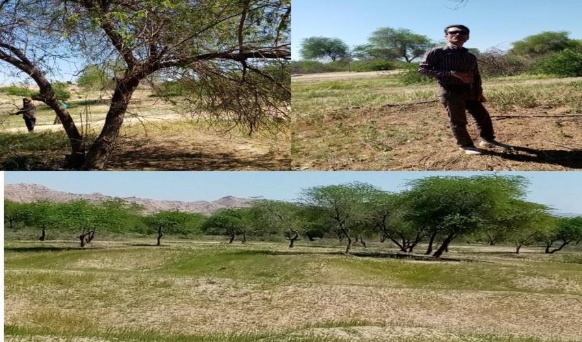 بازدید ناظر عالی پروژه بهسازی و هرس از جنگل بیدو شهرستان دیلم