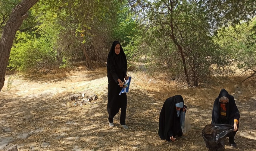 جمع آوری بذور کنار و کهور در جنگلهای دست کاشت مجاور شهرستان تنگستان