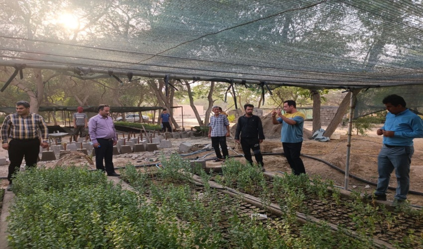 بازدید معاون فنی اداره کل منابع طبیعی و آبخیزدرای از نهالستان های شهرستان دیر و کنگان