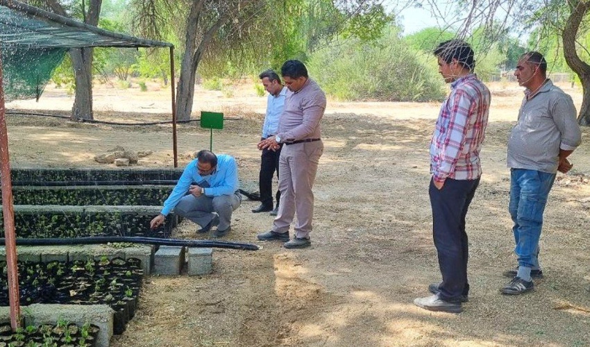 بازدید مدیرکل منابع طبیعی و آبخیزداری استان از نهالستان چاهکوتاه