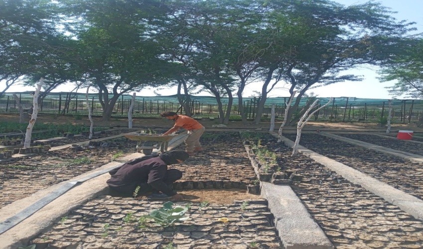 اجرای عملیات علف زنی نهال های رشد کرده و پاکسازی محوطه نهالستان شهر بردخون  شهرستان دیر 