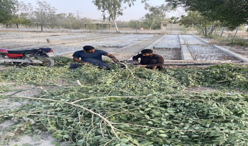 کاشت قلمه درخت ششم در نهالستان بنک شهرستان کنگان