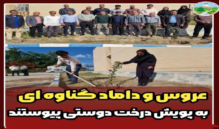 عروس و داماد گناوه ای به پویش درخت دوستی پیوستند