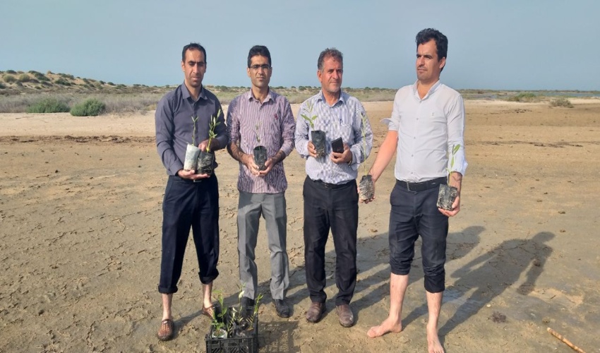 کاشت نهال حرا با همکاری  اداره شیلات و اداره حفاظت محیط زیست شهرستان دیر