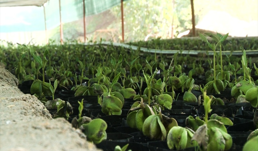 ۴۰۰ هزار نهال حرا در سواحل شهرستان دیر کاشته می‌شود