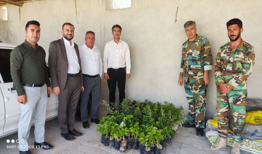 کاشت ۳۰۰ اصله نهال زینتی و درختچه ای در شهر کلمه