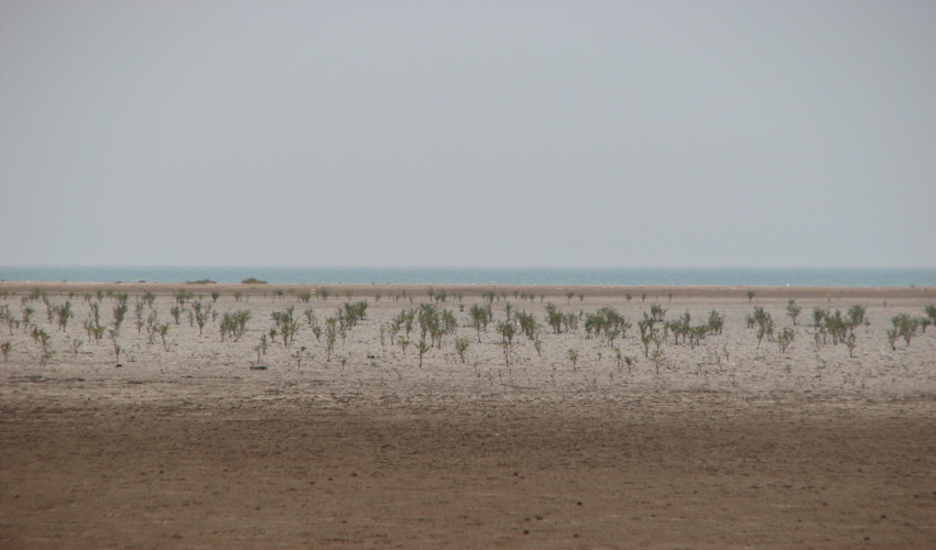  کاشت ۲۵۰ میلیون درخت در هزار روز خدمت دولت سیزدهم