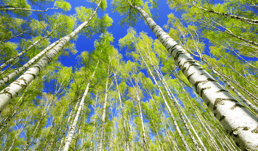 مدیر دفتر یونسکو در ایران گفت: ورود مباحث درختکاری به سرفصل آموزشی مدارس اقدامی پایه‌ای است.