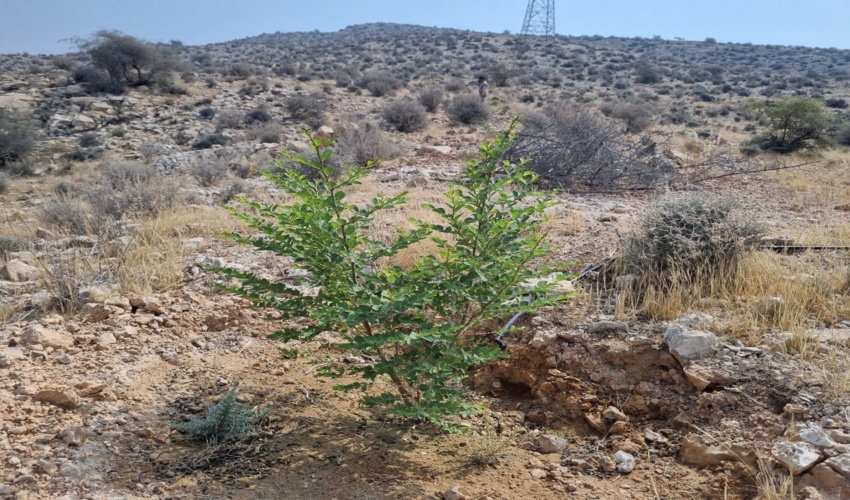 درختکاری مشارکتی با آبیاری قطره ای؛ پویشی برای احیای طبیعت شهرستان جم