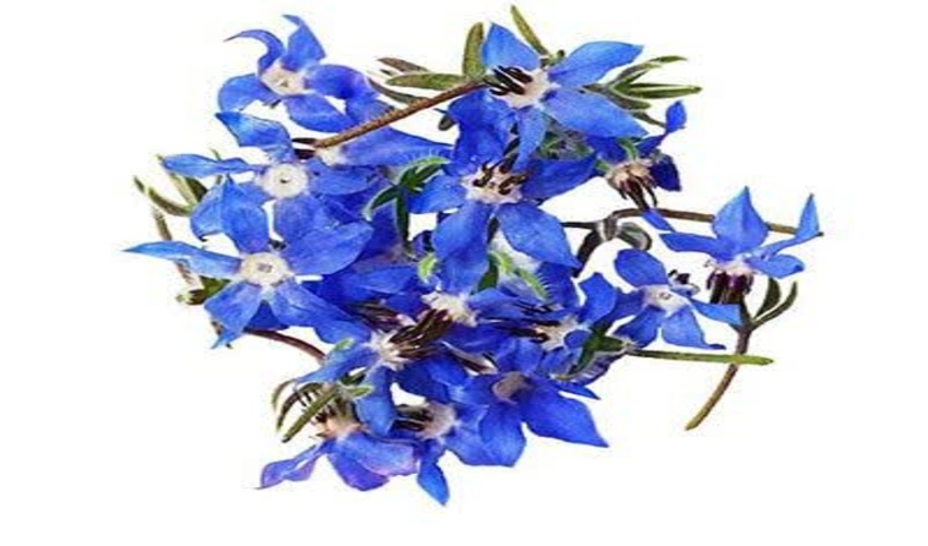 معرفی گیاه دارویی گل گاوزبان