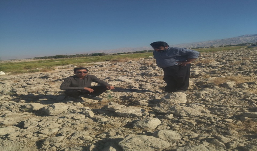 اجرای طرح زراعت چوب در شهرستان دشتی