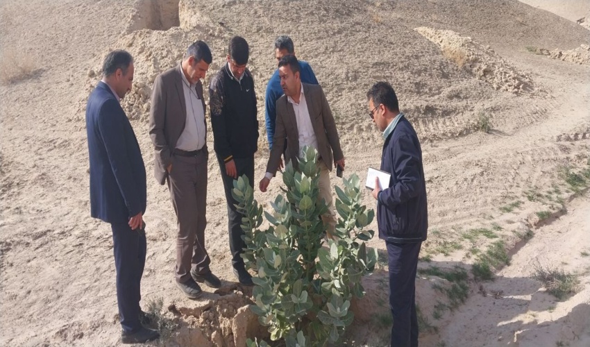 بازدید گروه ارزیابی طرح مردمی کاشت یک میلیارد درخت از شهرستان تنگستان