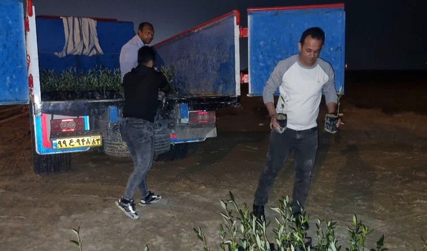 عملیات انتقال نهال ها حرا از نهالستان بردخون، به محل اجرای پویش  درخت کاری به نام پدر  در سواحل خلیج فارس