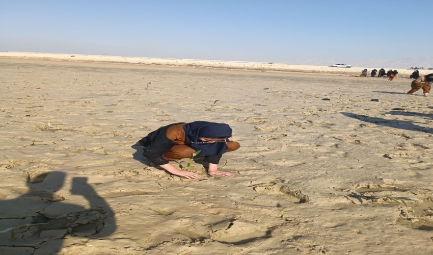 برگزاری پویش کاشت نهال به مناسب سالروز ولادت امام علی (ع) و بزرگداشت روز پدر در خور بردستان