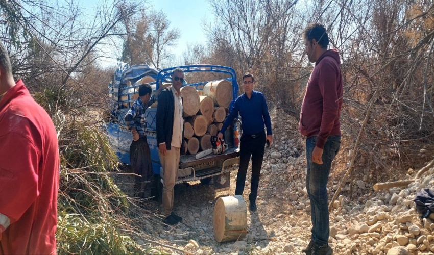 توقیف یک دستگاه خودرو حامل چوب قاچاق اکالیپتوس در حین قطع درخت با اره برقی درشهرستان جم