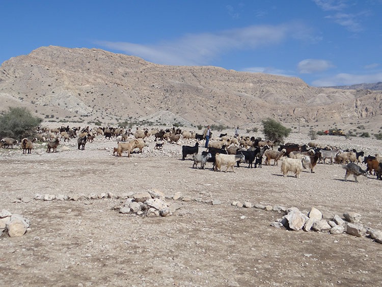 ۱۵ آبان، زمان مجاز چرای دام در مراتع استان بوشهر